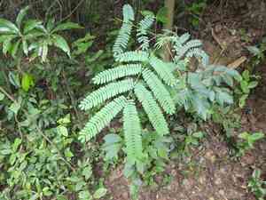 Whiteclintonia(Albizia kalkora)