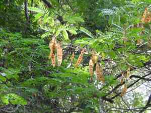Woman's tongue(Albizia lebbeck)