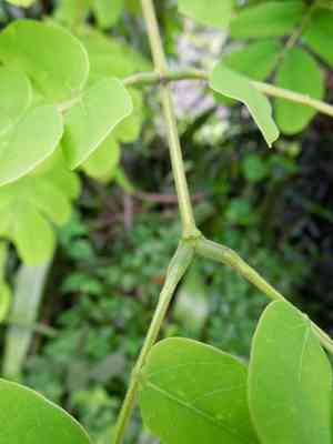 Woman's tongue(Albizia lebbeck)