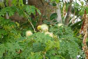 Woman's tongue(Albizia lebbeck)