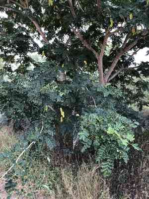 Woman's tongue(Albizia lebbeck)