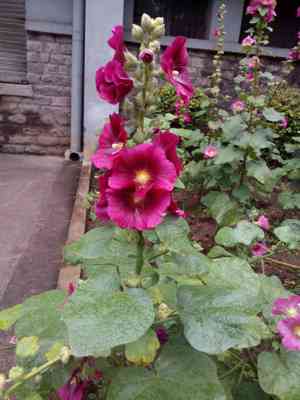 Hollyhocks (Alcea)(Alcea)