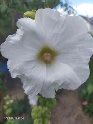 Hollyhocks (Alcea)(Alcea)