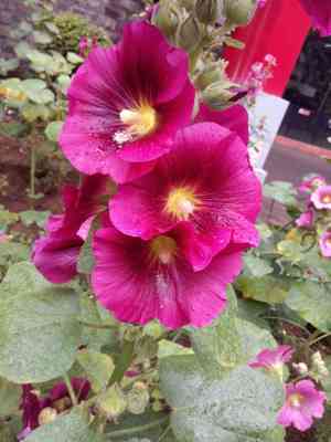 Hollyhocks (Alcea)(Alcea)