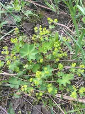Thinstem lady's mantle(Alchemilla filicaulis)
