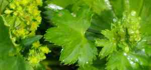 Thinstem lady's mantle(Alchemilla filicaulis)