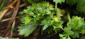 Thinstem lady's mantle(Alchemilla filicaulis)