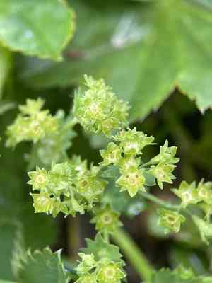Thinstem lady's mantle(Alchemilla filicaulis)