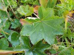 Smooth lady's mantle(Alchemilla glabra)