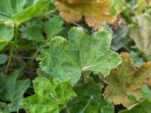 Smooth lady's mantle(Alchemilla glabra)