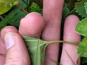 Smooth lady's mantle(Alchemilla glabra)