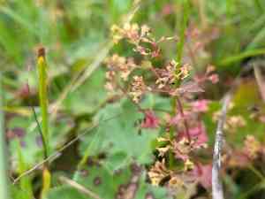Smooth lady's mantle(Alchemilla glabra)