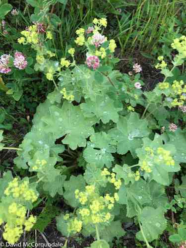Lady's mantle(Alchemilla mollis)