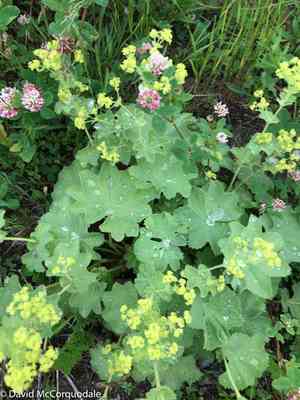 Lady's mantle(Alchemilla mollis)
