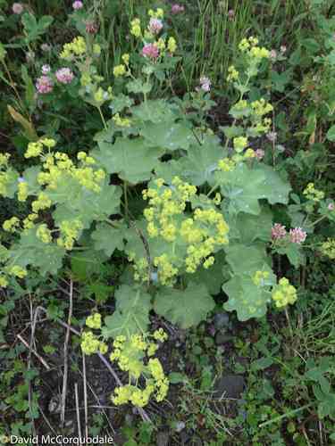 Lady's mantle(Alchemilla mollis)