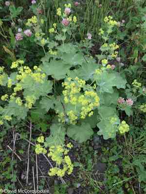 Lady's mantle(Alchemilla mollis)
