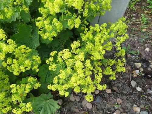 Lady's mantle(Alchemilla mollis)