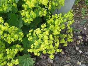 Lady's mantle(Alchemilla mollis)