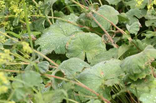 Lady's mantle(Alchemilla mollis)