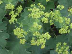 Lady's mantle(Alchemilla mollis)
