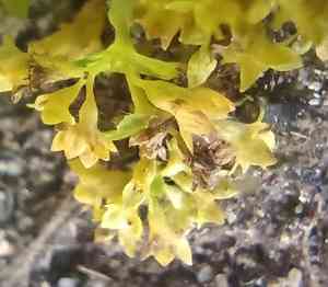 Hairy lady's mantle(Alchemilla monticola)