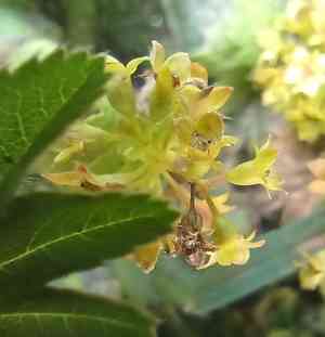 Hairy lady's mantle(Alchemilla monticola)