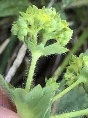 Hairy lady's mantle(Alchemilla monticola)