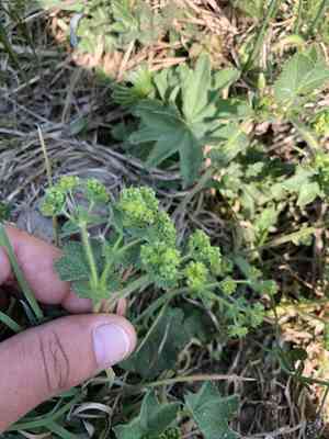 Hairy lady's mantle(Alchemilla monticola)