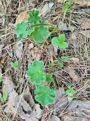 Broadtooth lady's mantle(Alchemilla subcrenata)