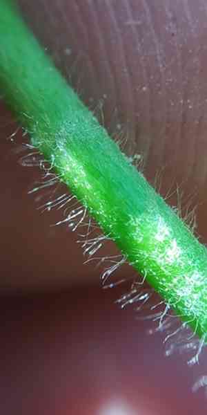 Broadtooth lady's mantle(Alchemilla subcrenata)