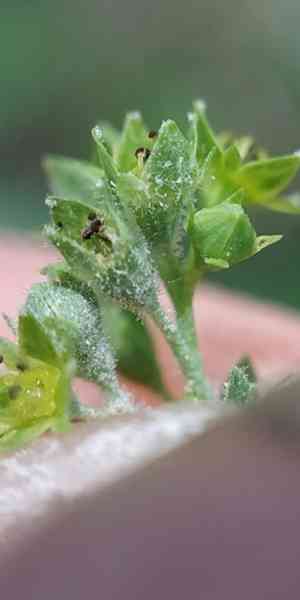 Broadtooth lady's mantle(Alchemilla subcrenata)
