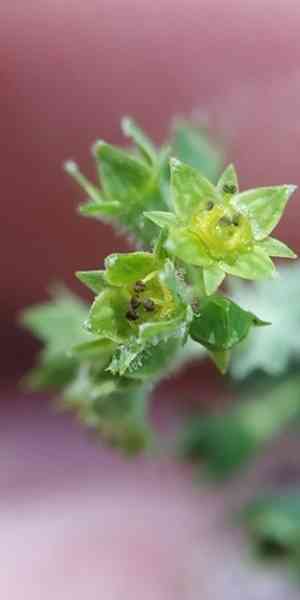 Broadtooth lady's mantle(Alchemilla subcrenata)