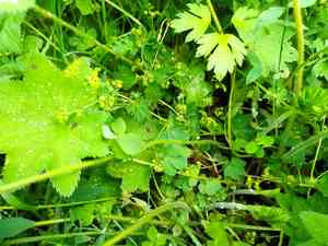 Lady's-mantle(Alchemilla vulgaris)
