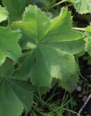 Lady's-mantle(Alchemilla vulgaris)