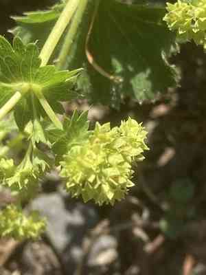 Lady's-mantle(Alchemilla vulgaris)