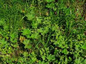 Lady's-mantle(Alchemilla vulgaris)