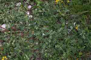 Lady's mantles (Alchemilla)(Alchemilla)