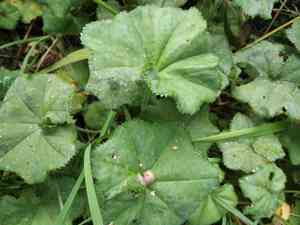 Lady's mantles (Alchemilla)(Alchemilla)