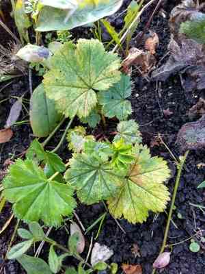 Lady's mantles (Alchemilla)(Alchemilla)