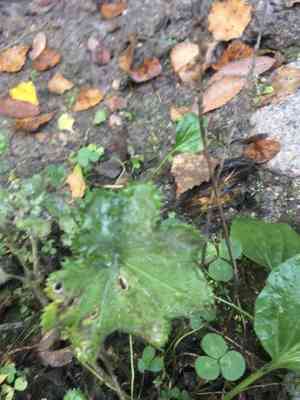 Lady's mantles (Alchemilla)(Alchemilla)