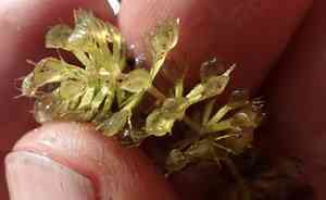 Waterwheel plant(Aldrovanda vesiculosa)