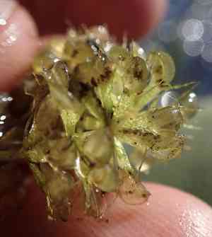 Waterwheel plant(Aldrovanda vesiculosa)