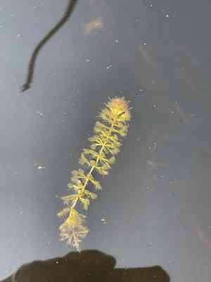 Waterwheel plant(Aldrovanda vesiculosa)