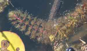 Waterwheel plant(Aldrovanda vesiculosa)