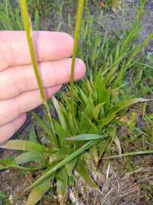 White colicroot(Aletris farinosa)