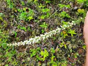 White colicroot(Aletris farinosa)