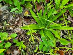 White colicroot(Aletris farinosa)