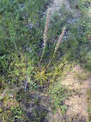 White colicroot(Aletris farinosa)