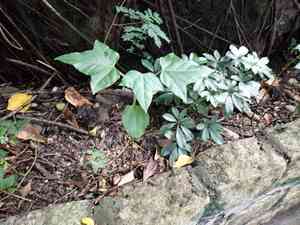 Candlenut(Aleurites moluccanus)