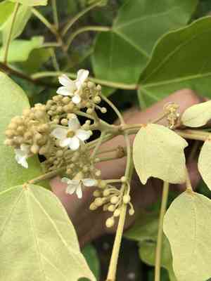Candlenut(Aleurites moluccanus)